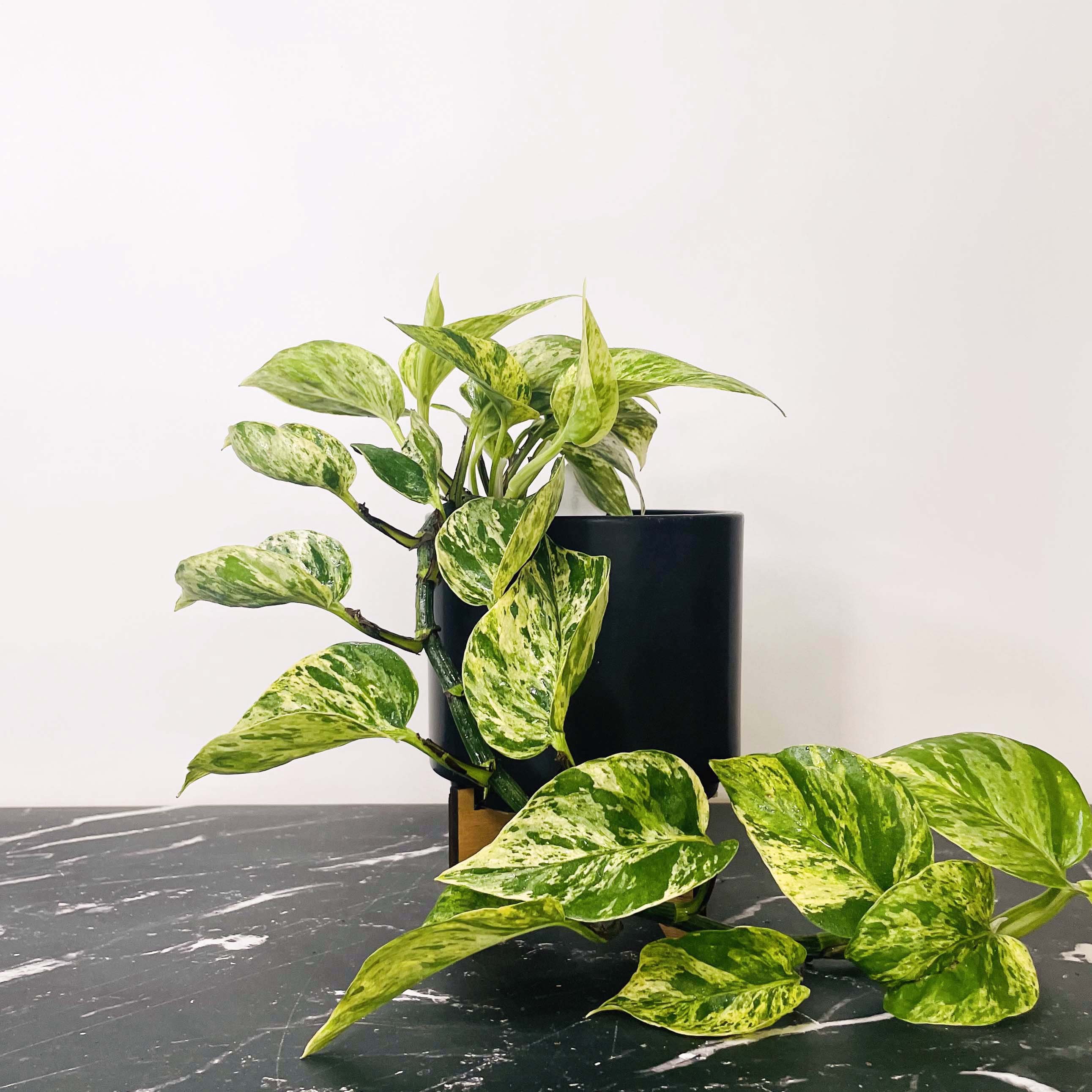 marble pothos sunlight Pothos 'Marble Queen'