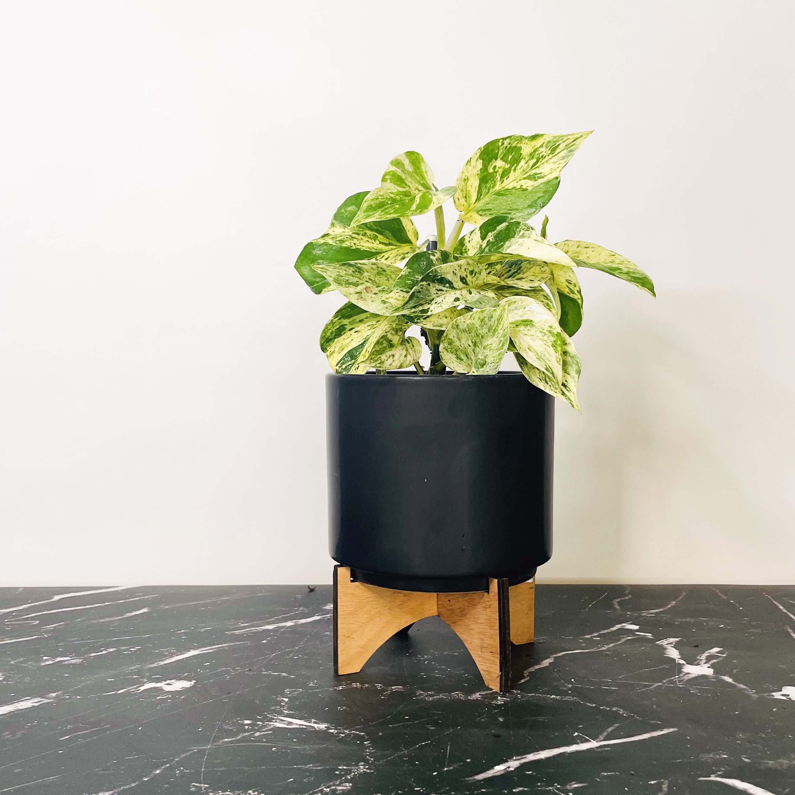 epipremnum pothos marble queen Pothos 'Marble Queen'