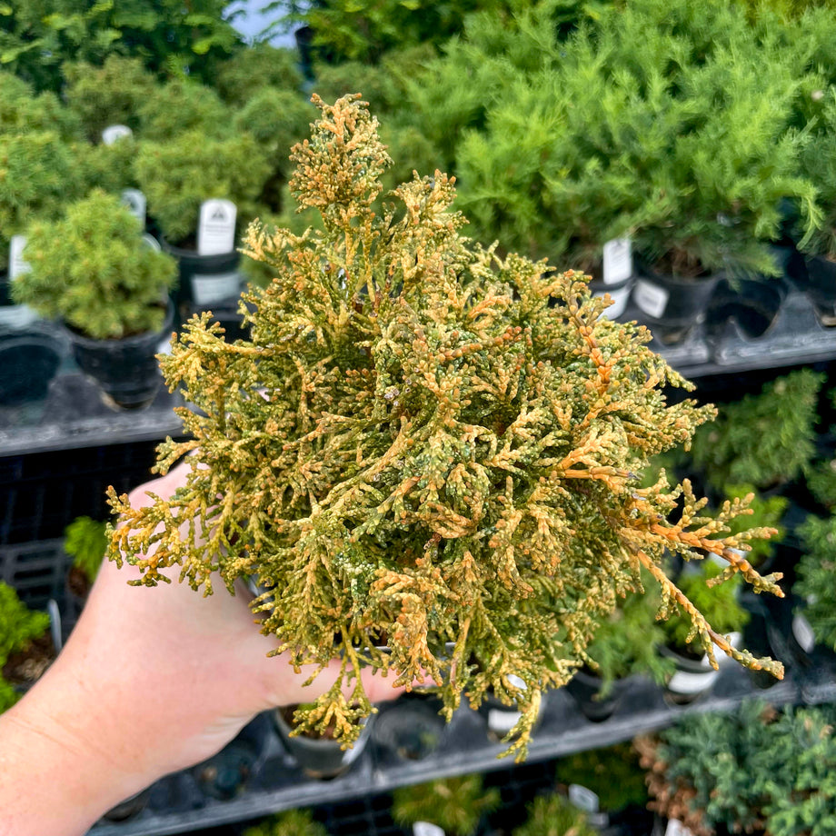 Mariesii3_460x@2x.jpg?v=1742842779