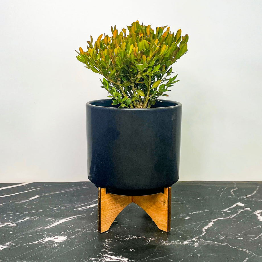 Mont Bruno Boxwood - Live Bonsai Starter, 4” Grower's Pot – Magic