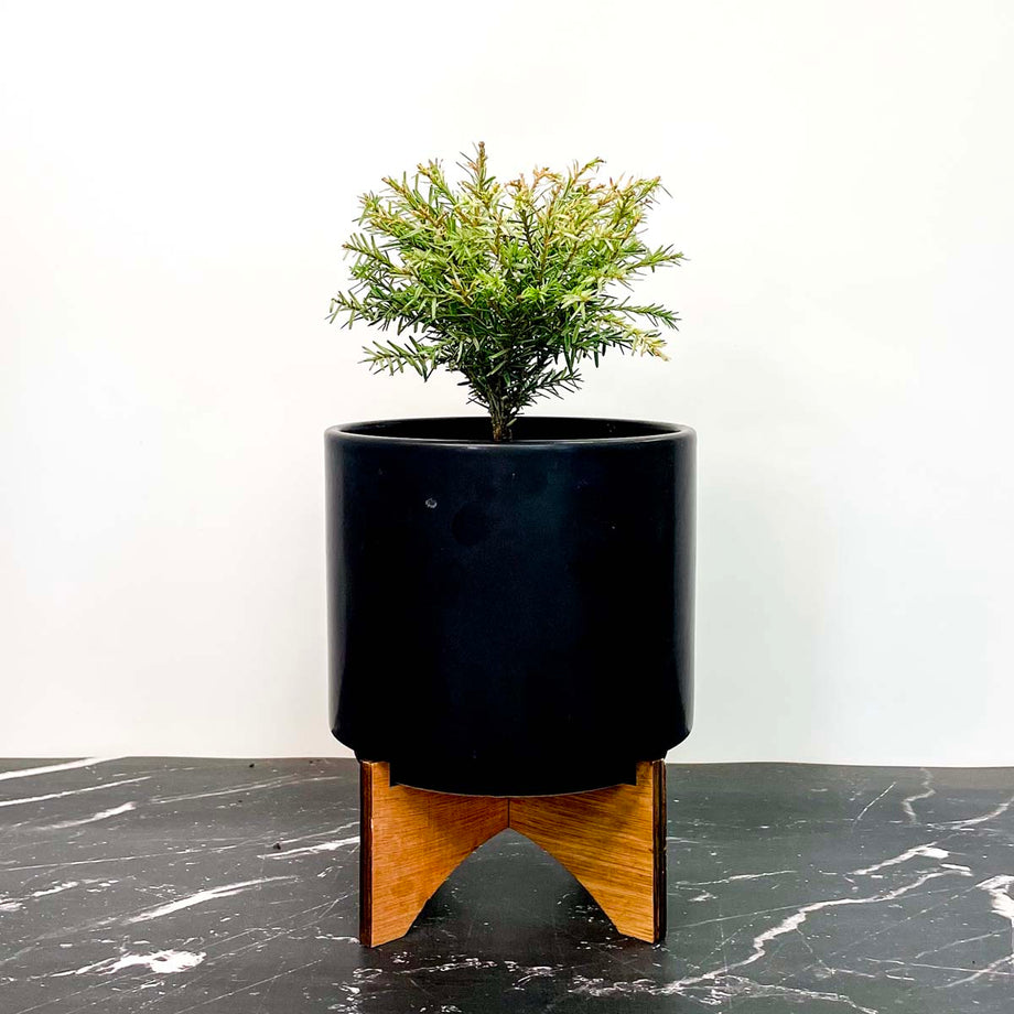 Moon Frost Canadian Hemlock