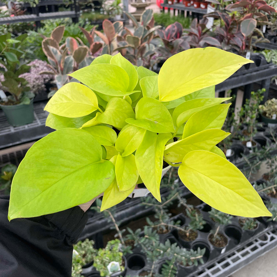 Epipremnum aureum 'Neon' Pothos (4