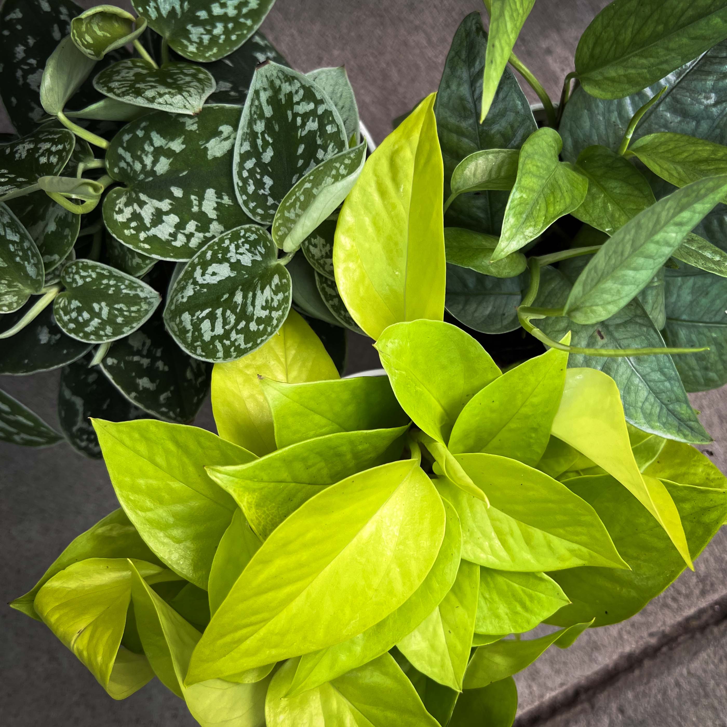satin pothos shingle Pothos 'Satin' – Magic Valley Gardens