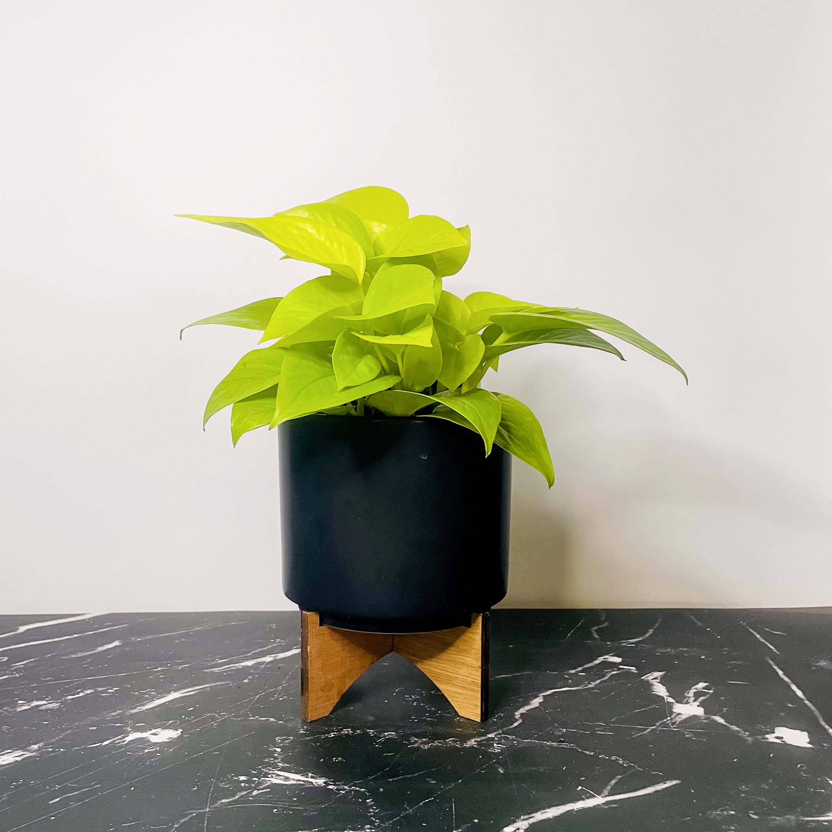 neon pothos pot Epipremnum aureum 'Neon' Pothos (4" Pot)