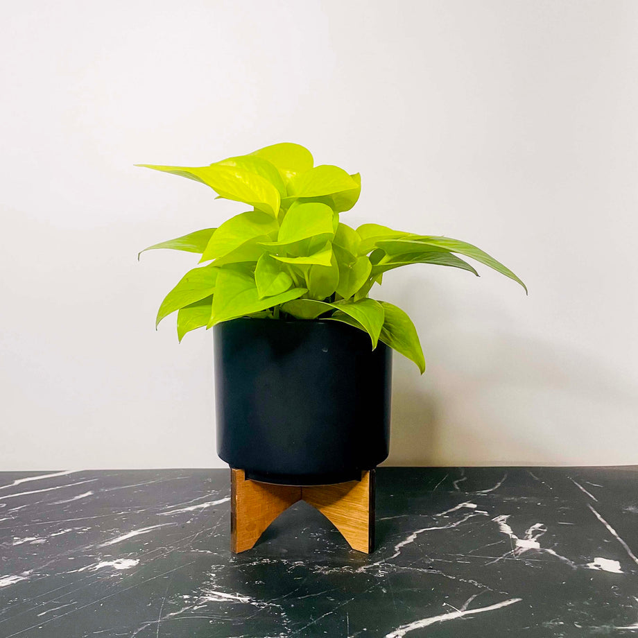 pothos plant neon Pothos 'Neon' – Magic Valley Gardens
