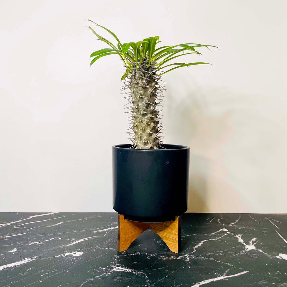 century palm plant Pachypodium lamerei (Madagascar Palm) – Magic Valley Gardens