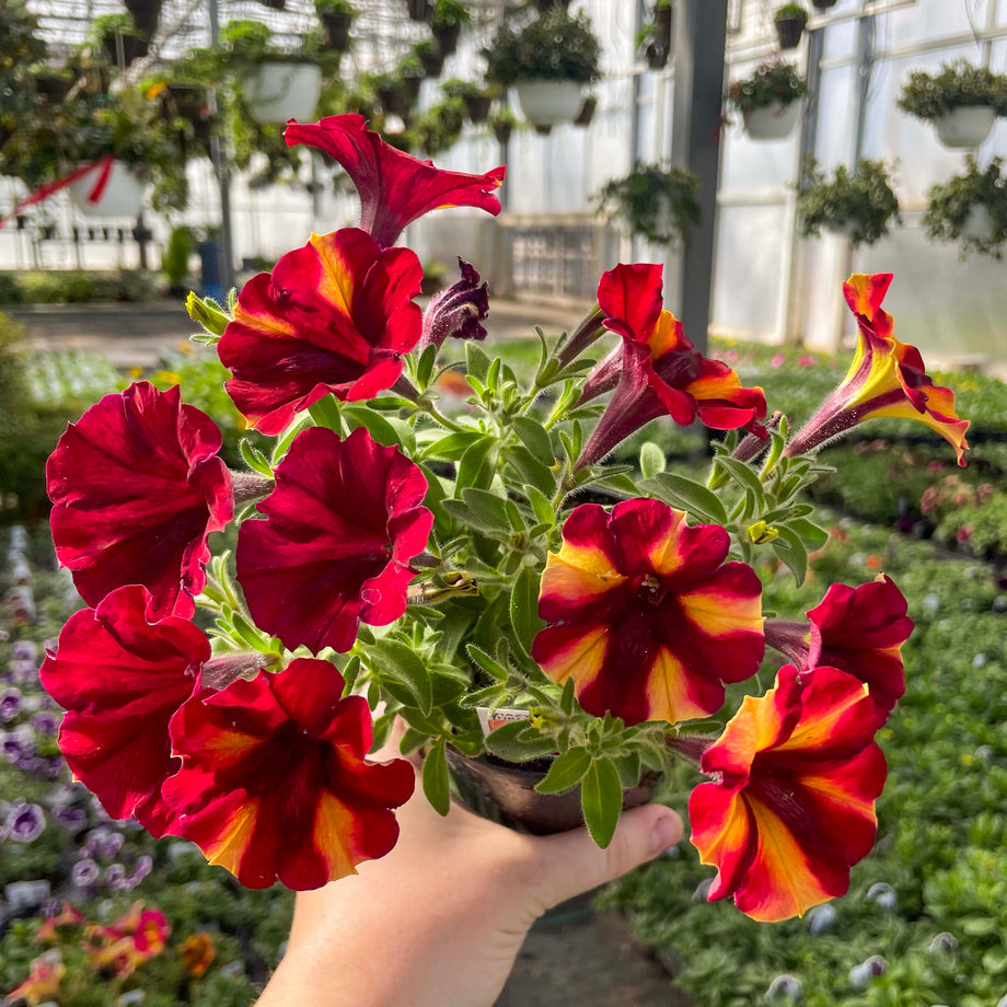 フラワーレキシントン Crazytunia Tiki Torch Petunia – Magic Valley Gardens
