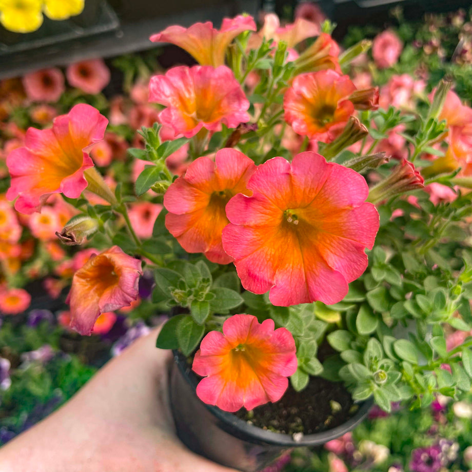 Crazytunia Mayan Sunset Petunia - Live Plant, 4
