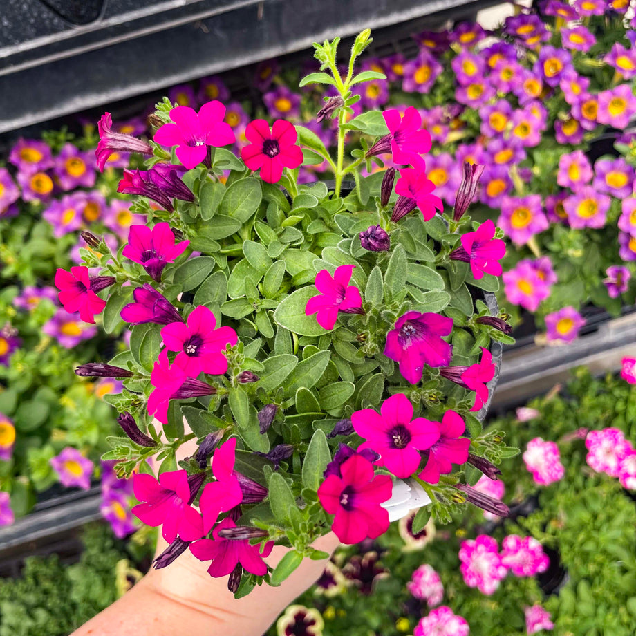 magenta plant pot Itsy Magenta Petunia – Magic Valley Gardens