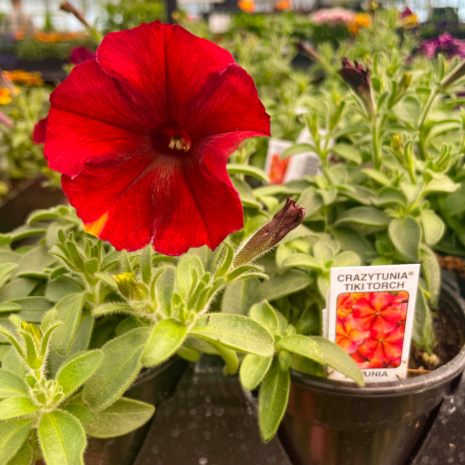 Crazytunia Tiki Torch Petunia – Magic Valley Gardens