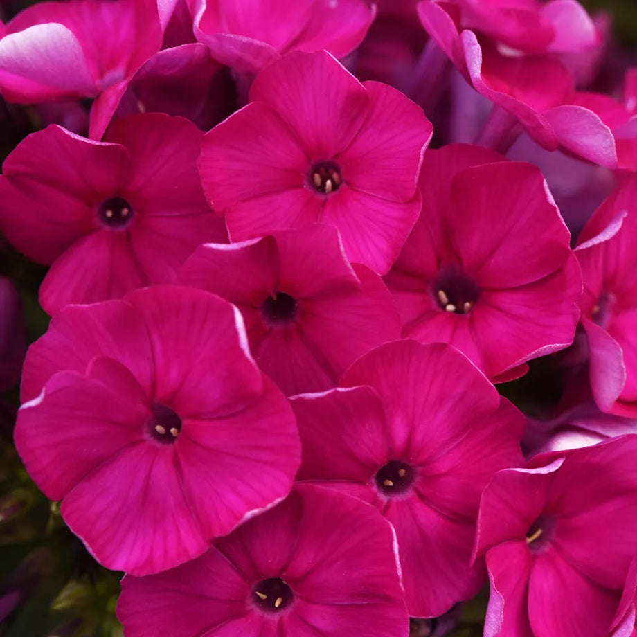 Super Ka-Pow Fuchsia Garden Phlox – Magic Valley Gardens