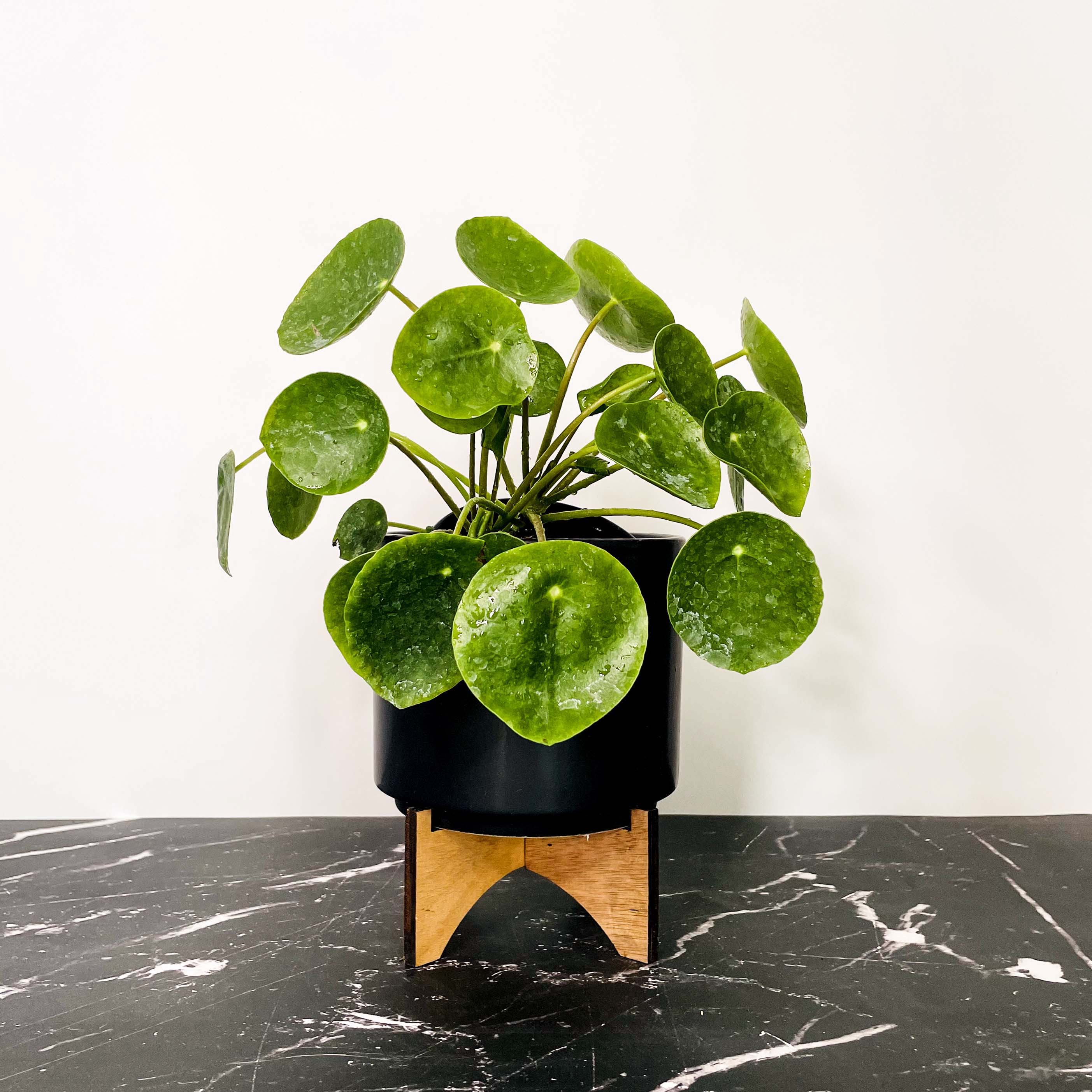 buy chinese money tree Pilea peperomioides, Chinese Money Plant – Magic Valley Gardens