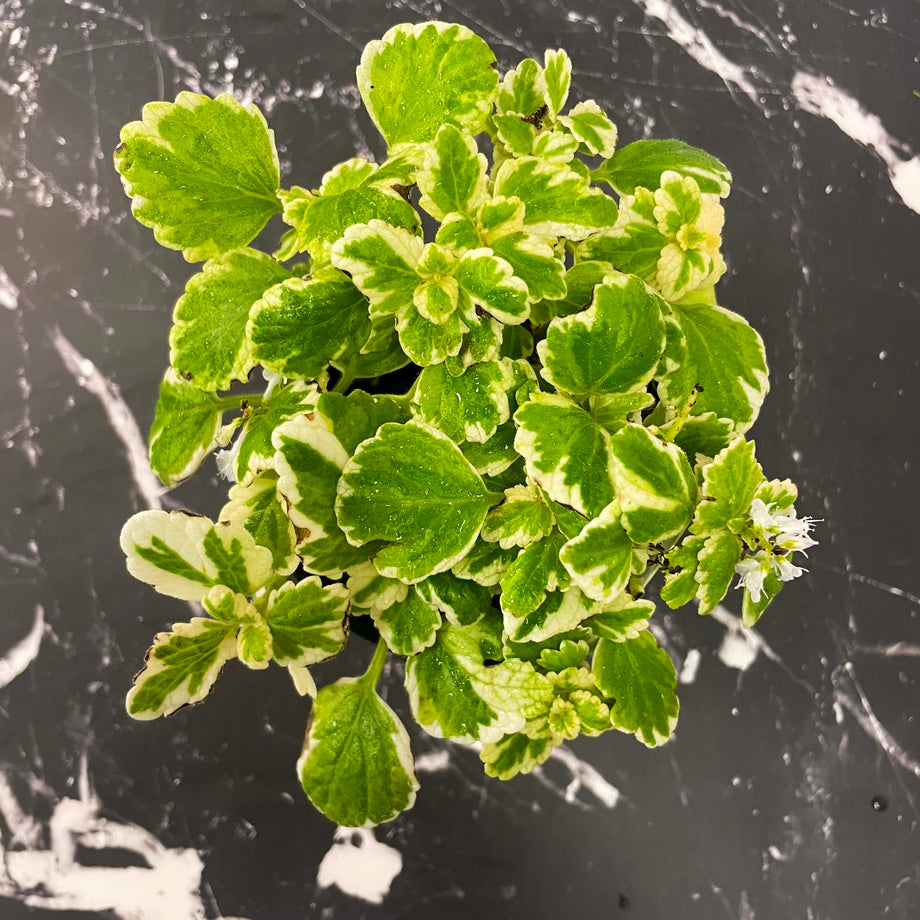 Plectranthus coleoides variegata