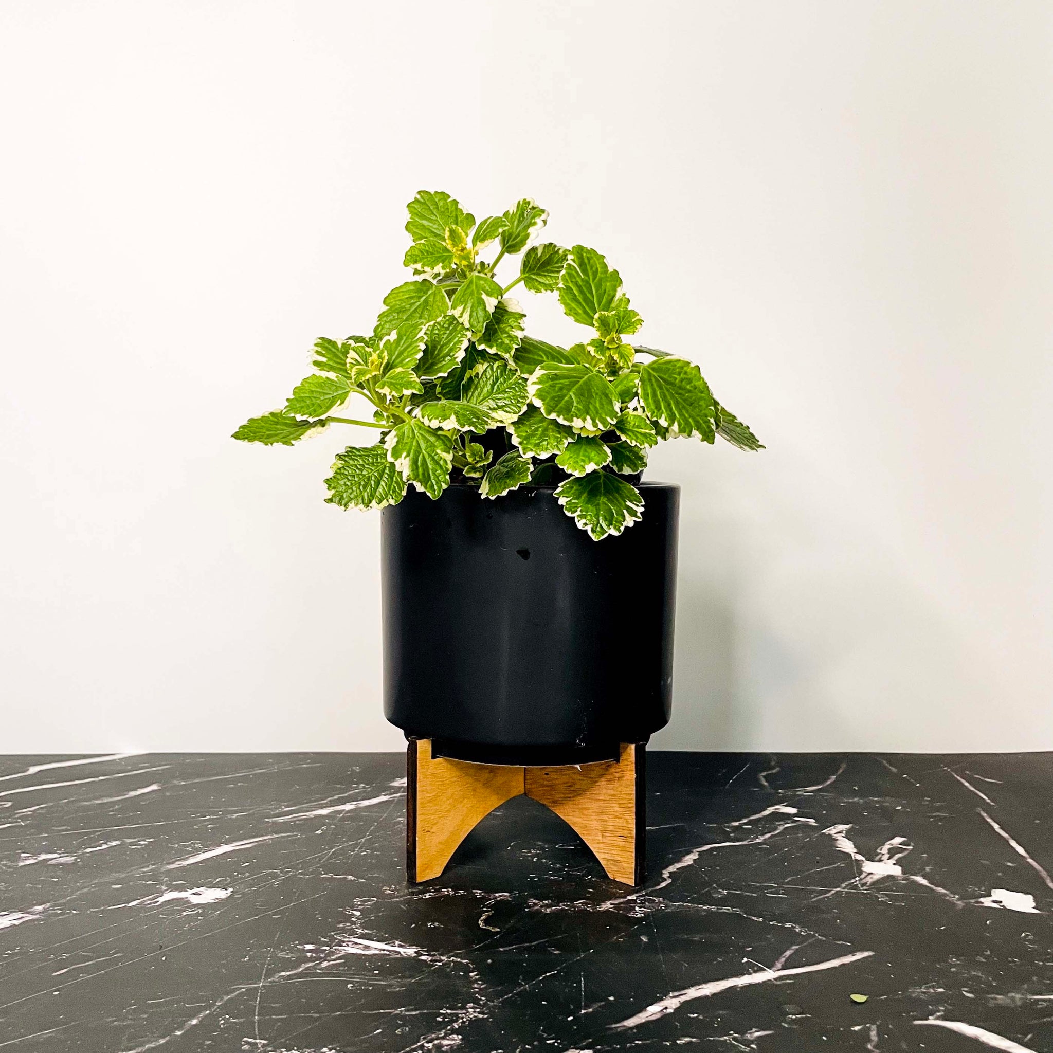 Plectranthus coleoides variegata - Thumbnail 5