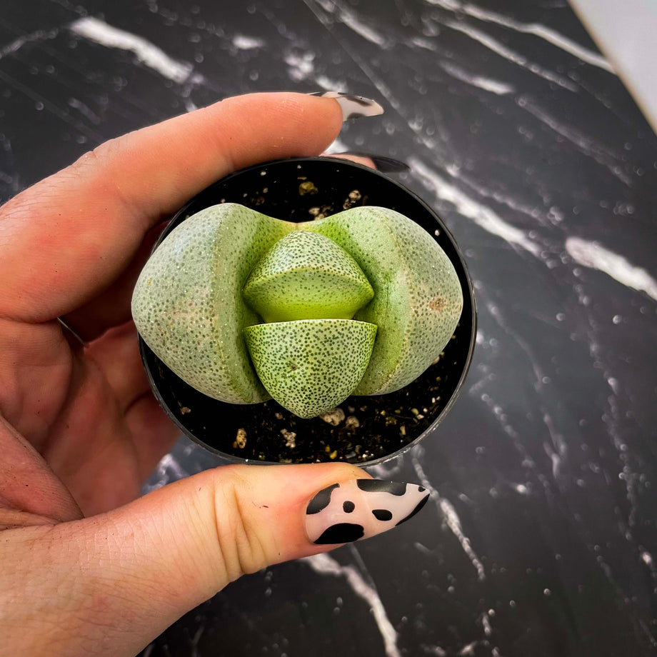 succulents split rock Pleiospilos nelii (Split Rock) – Magic Valley Gardens
