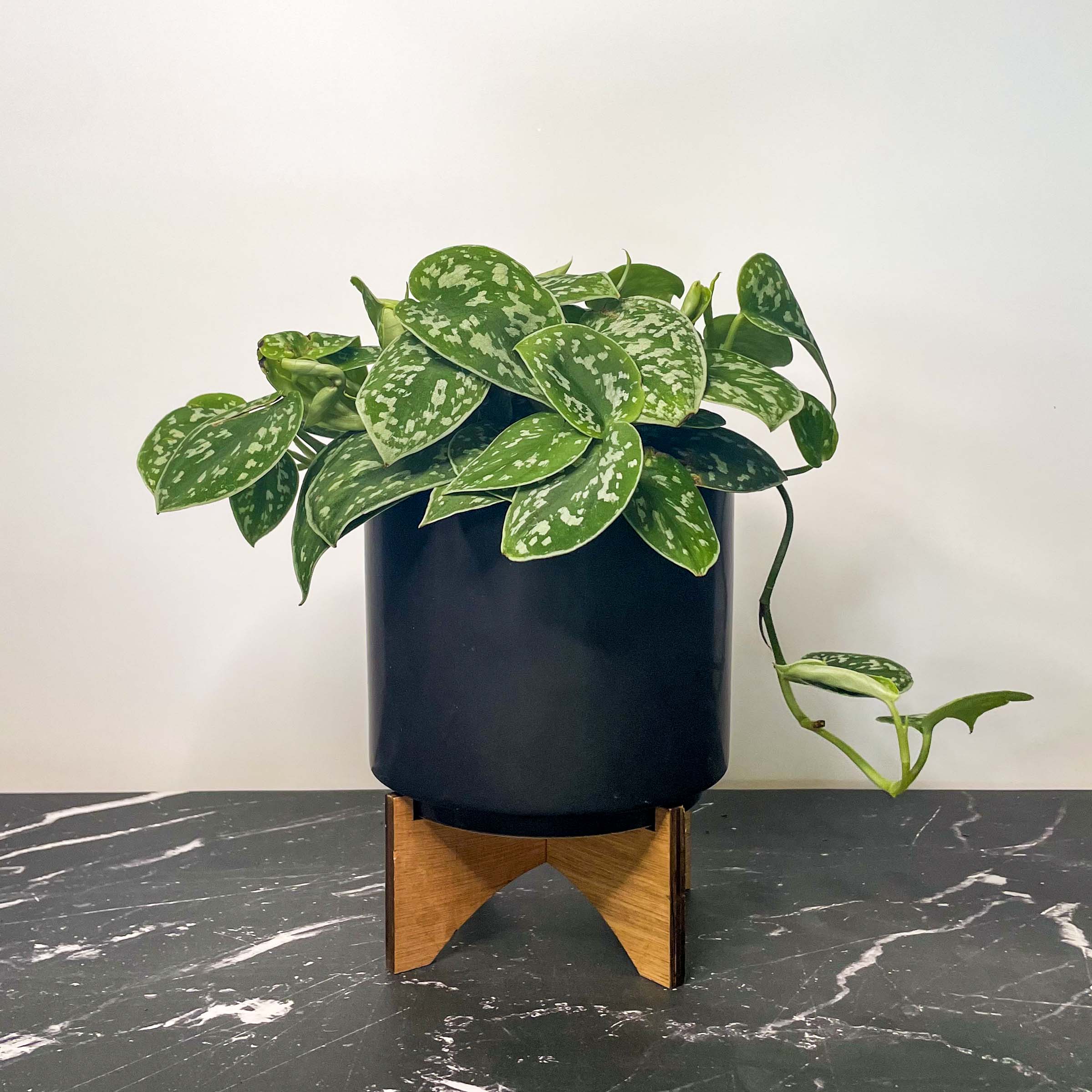 satin pothos plants Pothos 'Satin' – Magic Valley Gardens