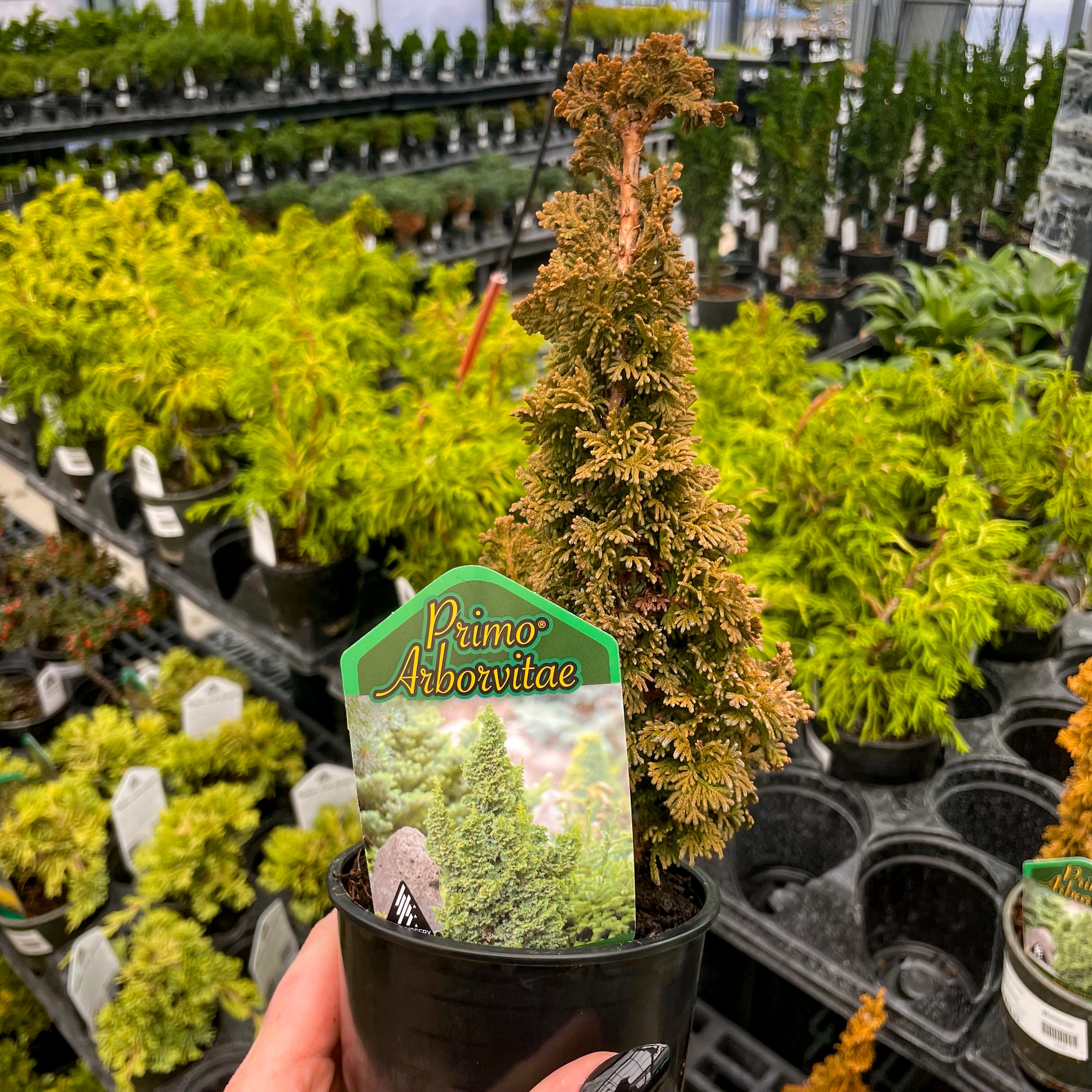 evergreen bonsai tree for sale Primo Arborvitae
