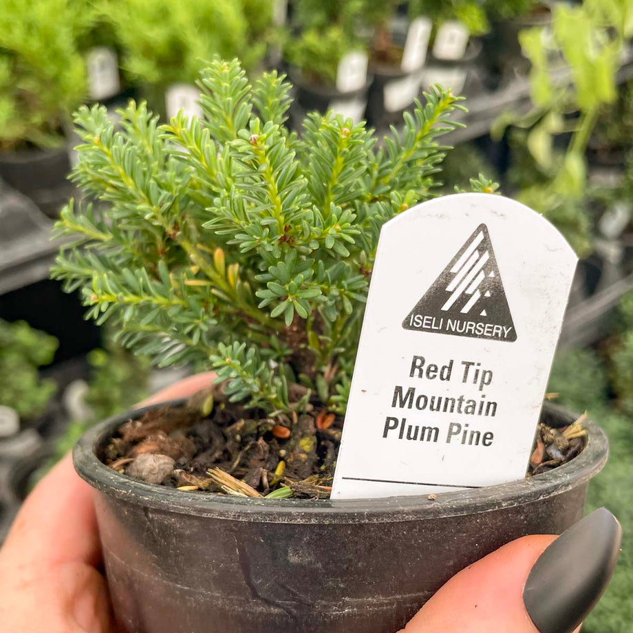 Red Tip Mountain Plume Pine