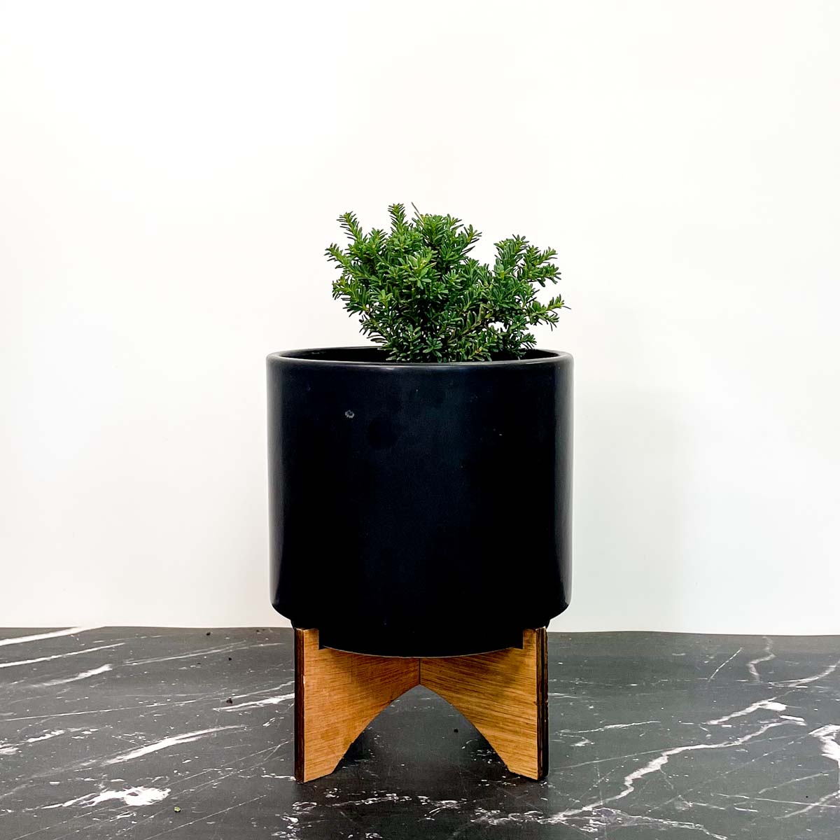 top fin bonsai tree Red Tip Mountain Plume Pine