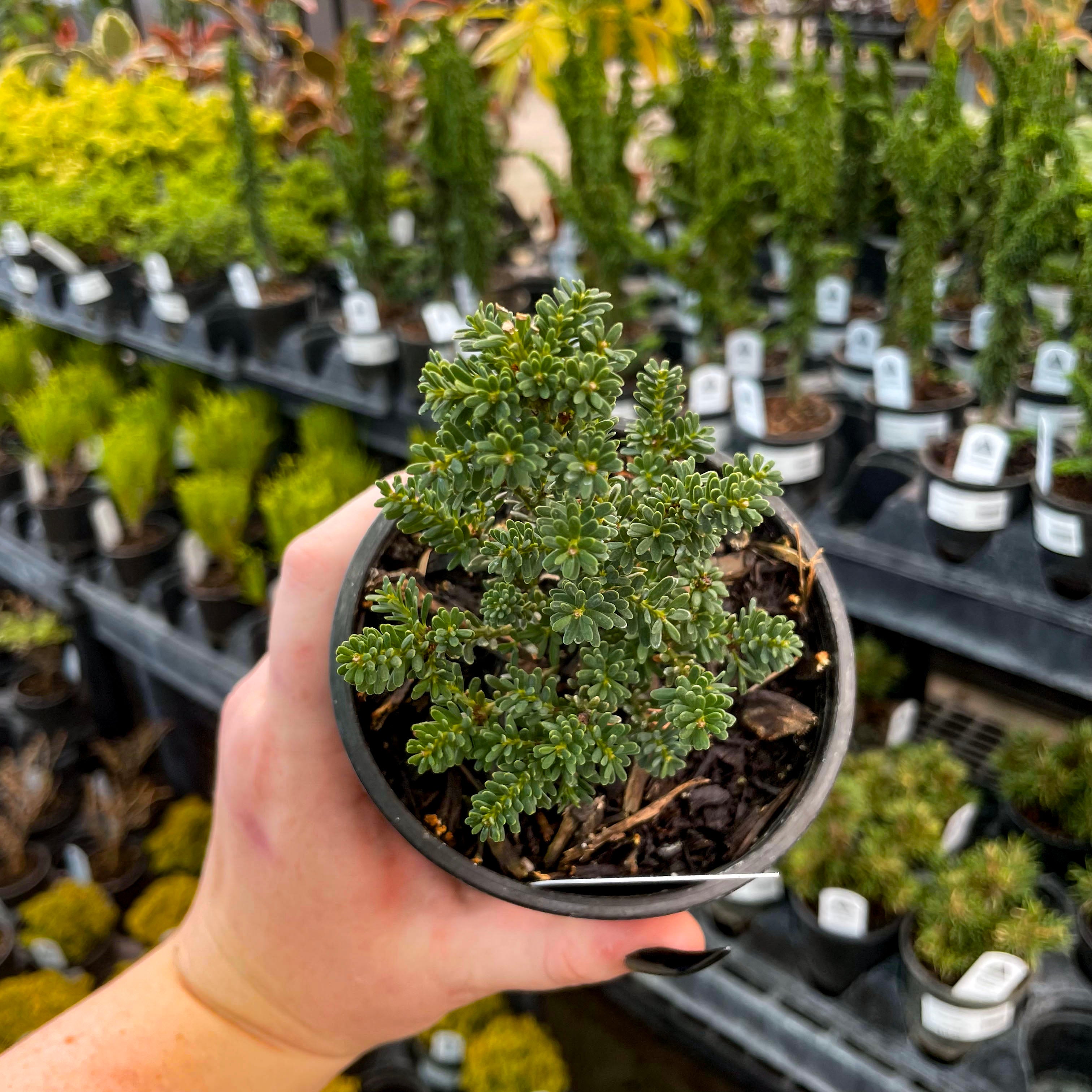 best pine trees for bonsai Red Tip Mountain Plume Pine