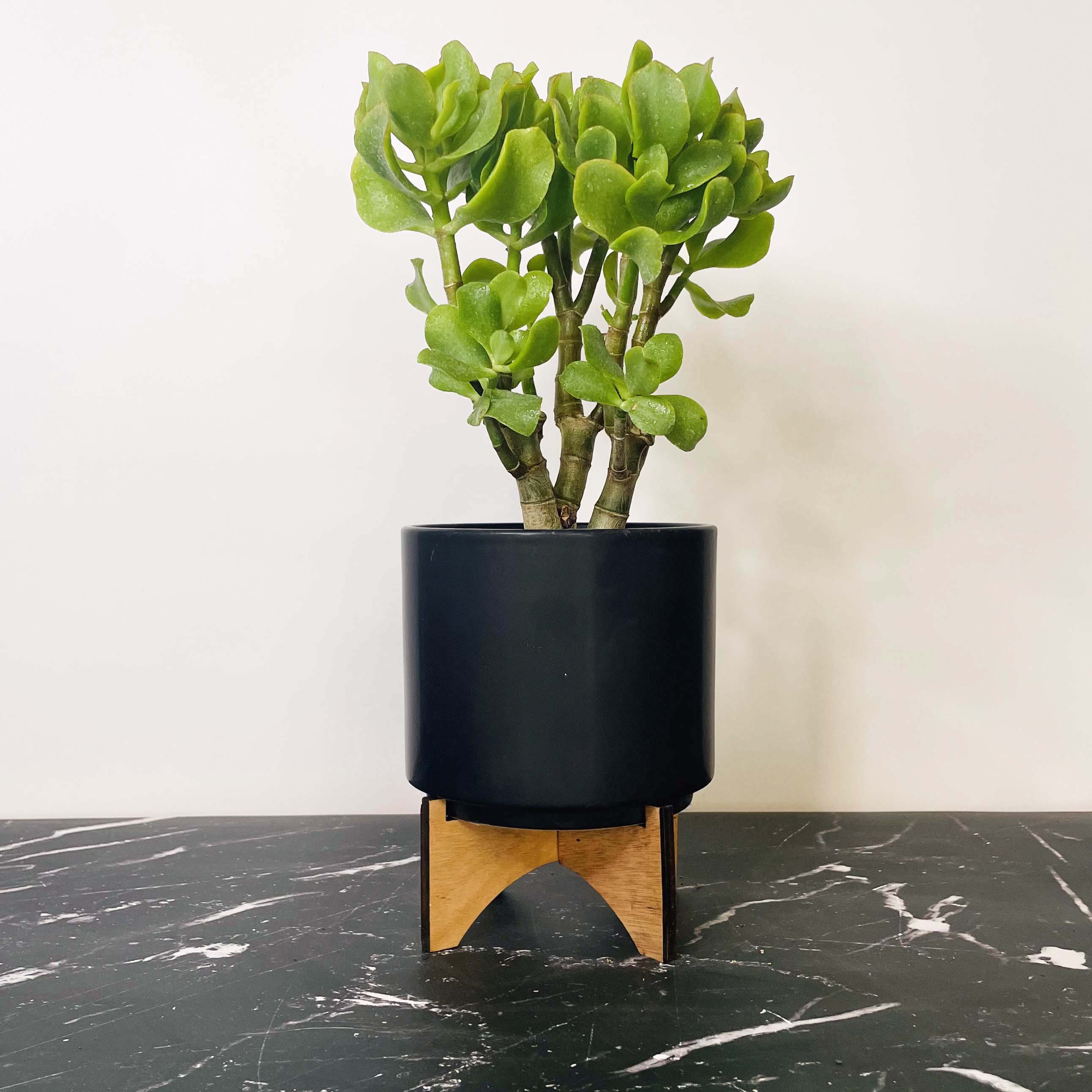 twisted jade plant Crassula ovata undulatifolia (Ripple Jade) – Magic Valley Gardens
