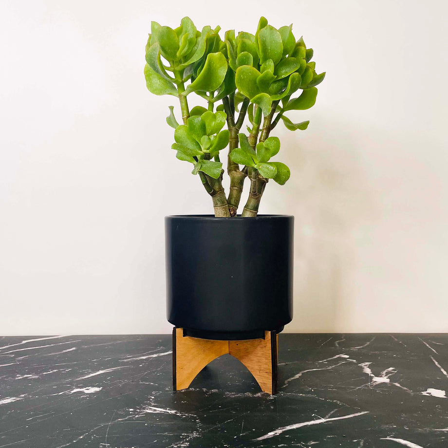 wavy jade succulent Crassula ovata undulatifolia (Ripple Jade) – Magic Valley Gardens