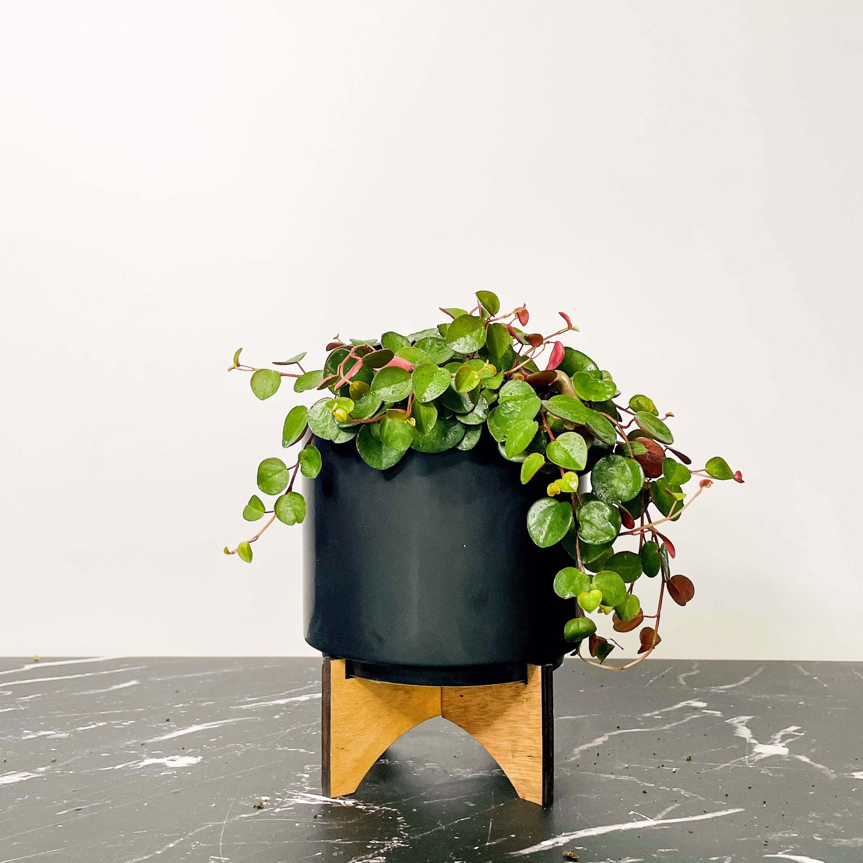peperomia ruby cascade succulent plant Ruby Cascade Peperomia – Magic Valley Gardens