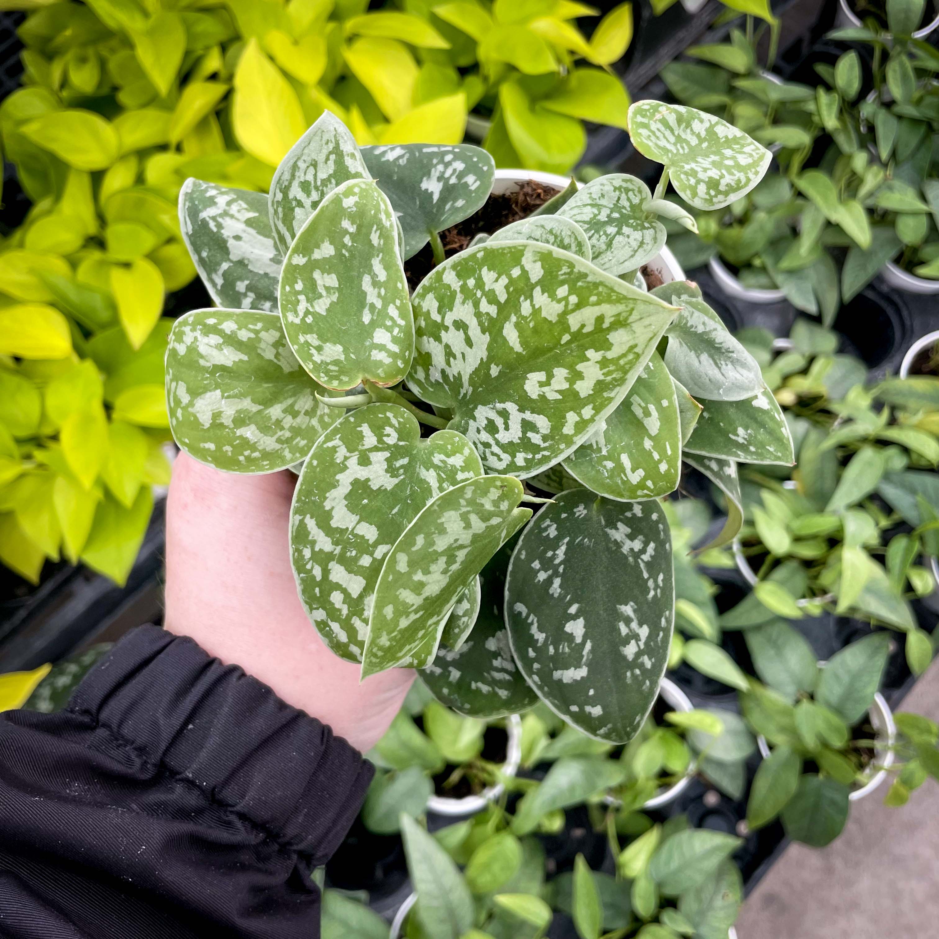 satin pothos near me Pothos 'Satin' – Magic Valley Gardens