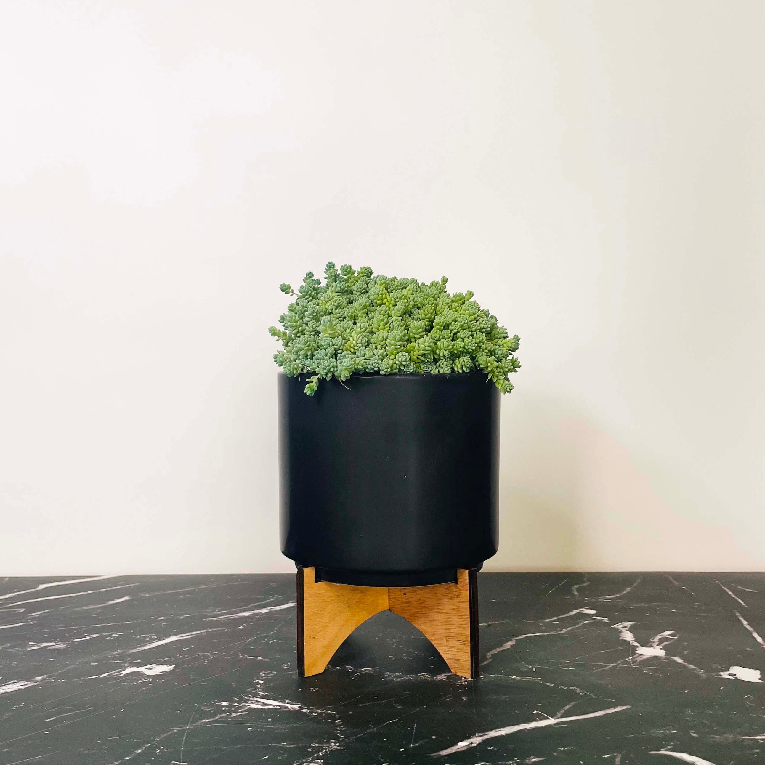sedum major succulent care Major Creeping Sedum, Stonecrop, Succulent Plant – Magic Valley Gardens