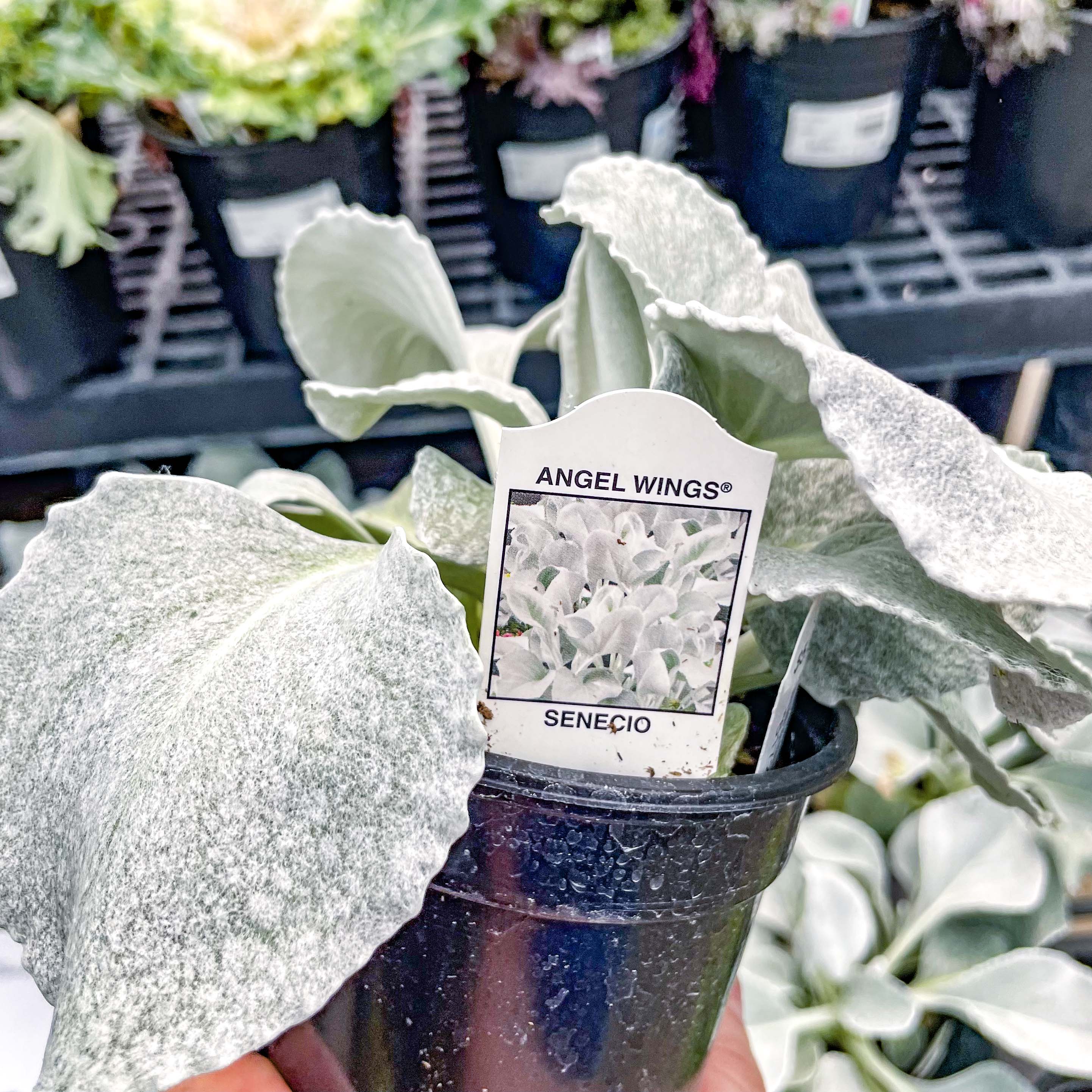 angel wings indoor plant Angel Wings Senecio