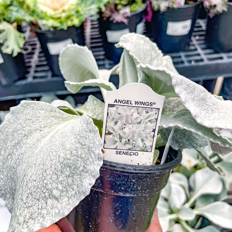 angel wing plant indoor Angel Wings Senecio