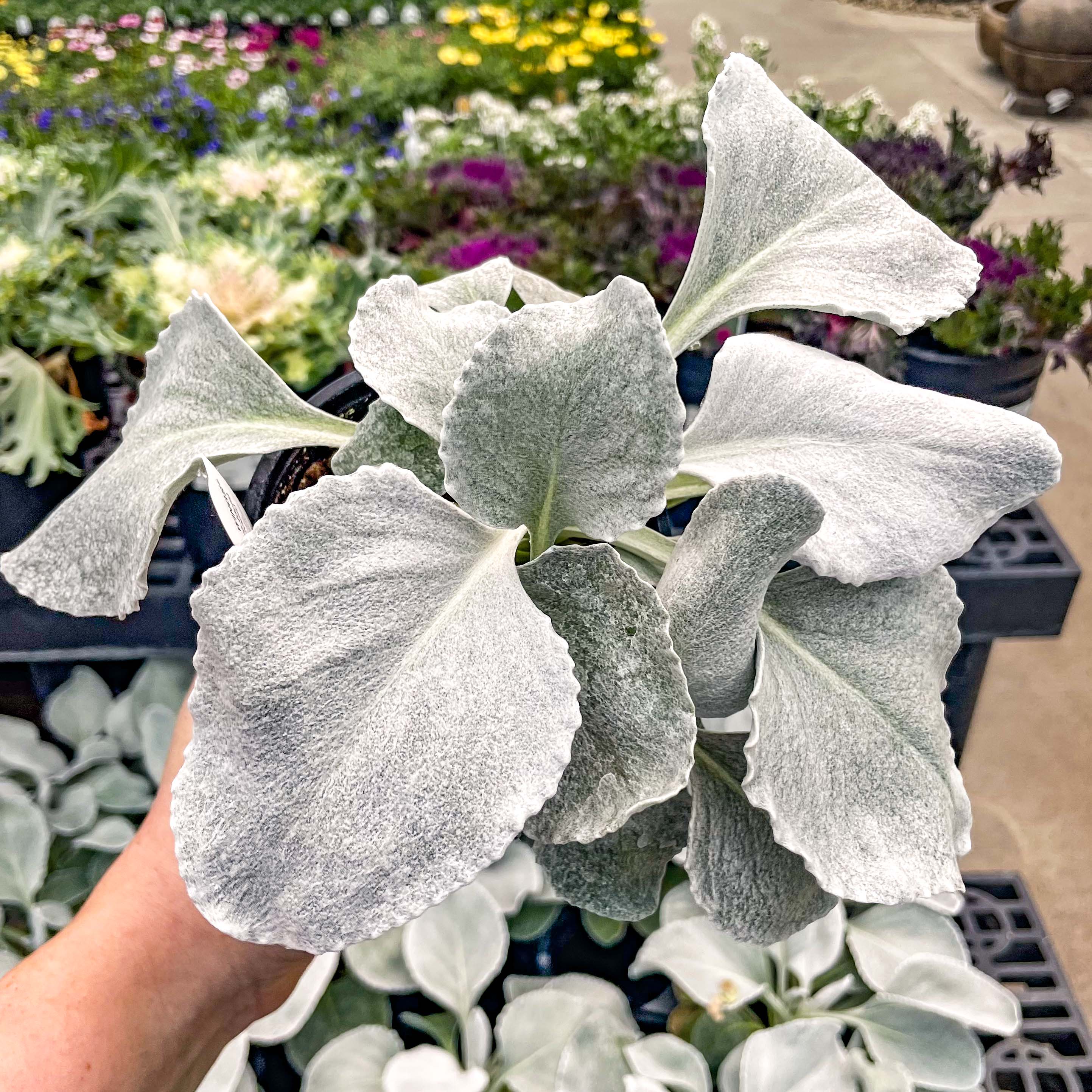 angel wings succulent for sale Angel Wings Senecio