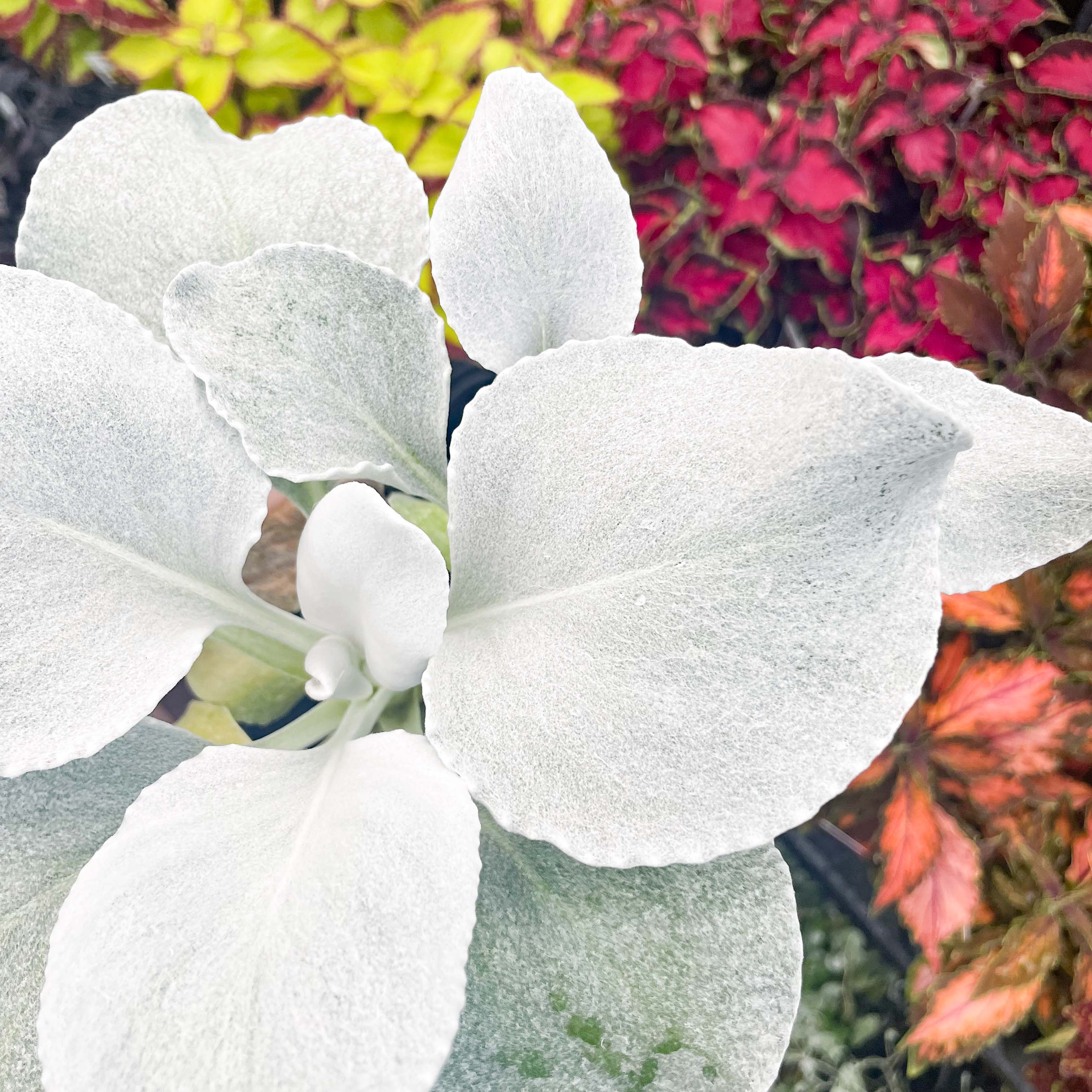 angel wings plant in pots Angel Wings Senecio