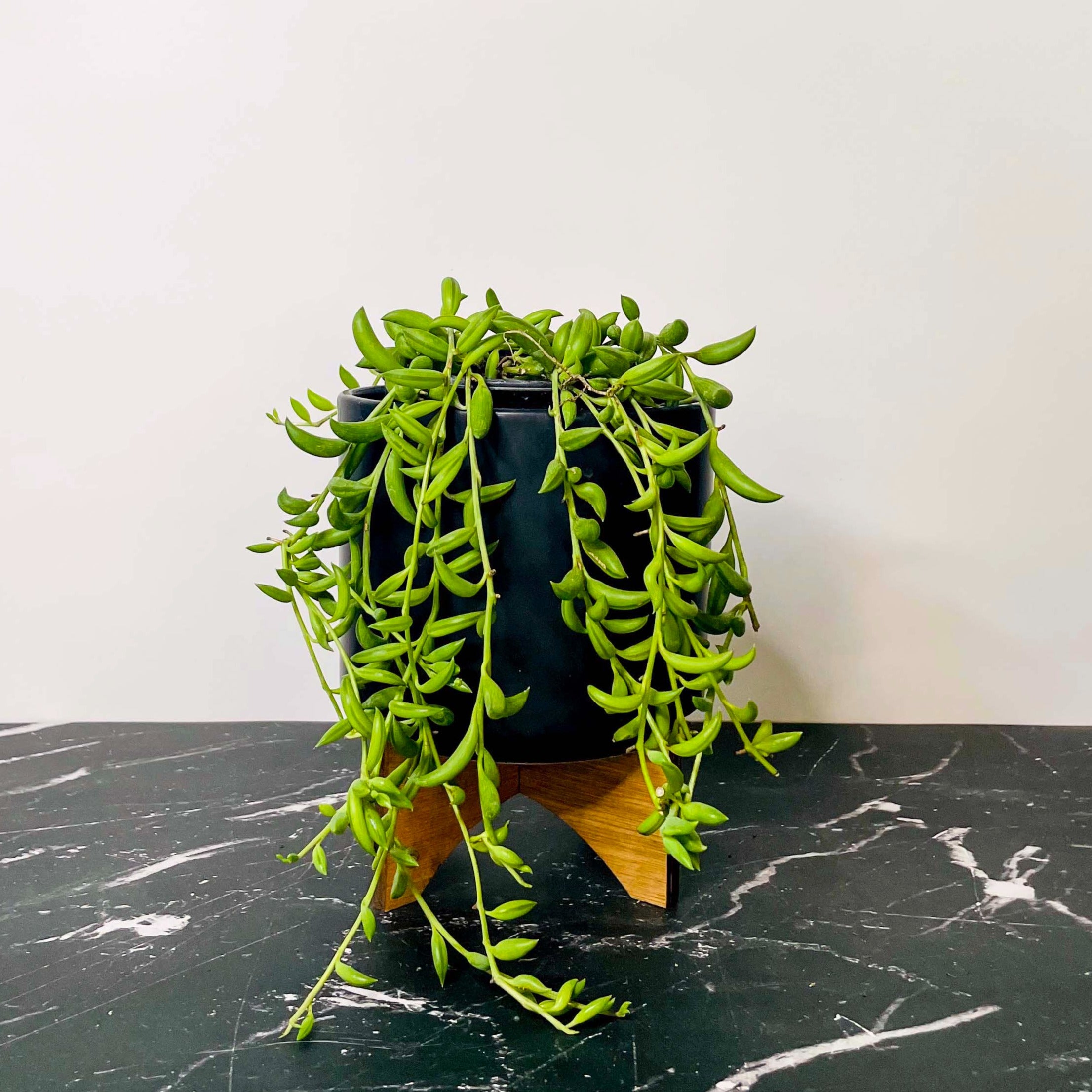 banana leaf succulent Senecio radicans (String of Bananas) – Magic Valley Gardens