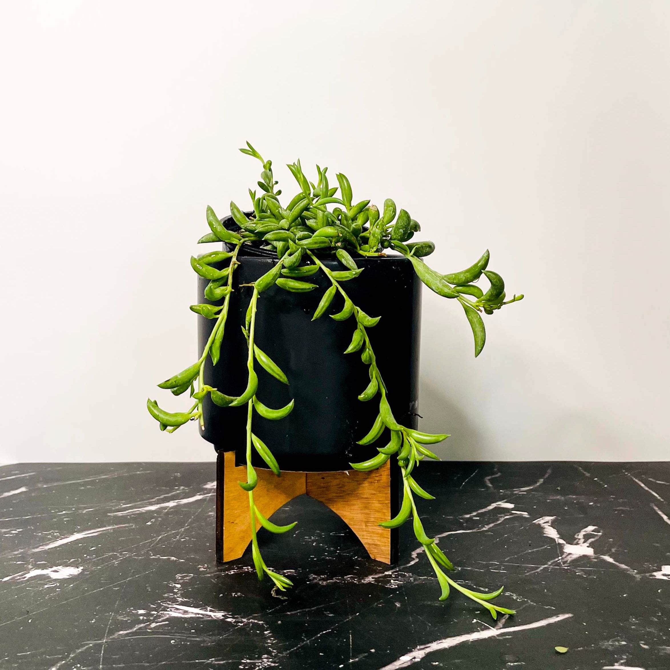 string of banana succulent Senecio radicans (String of Bananas) – Magic Valley Gardens