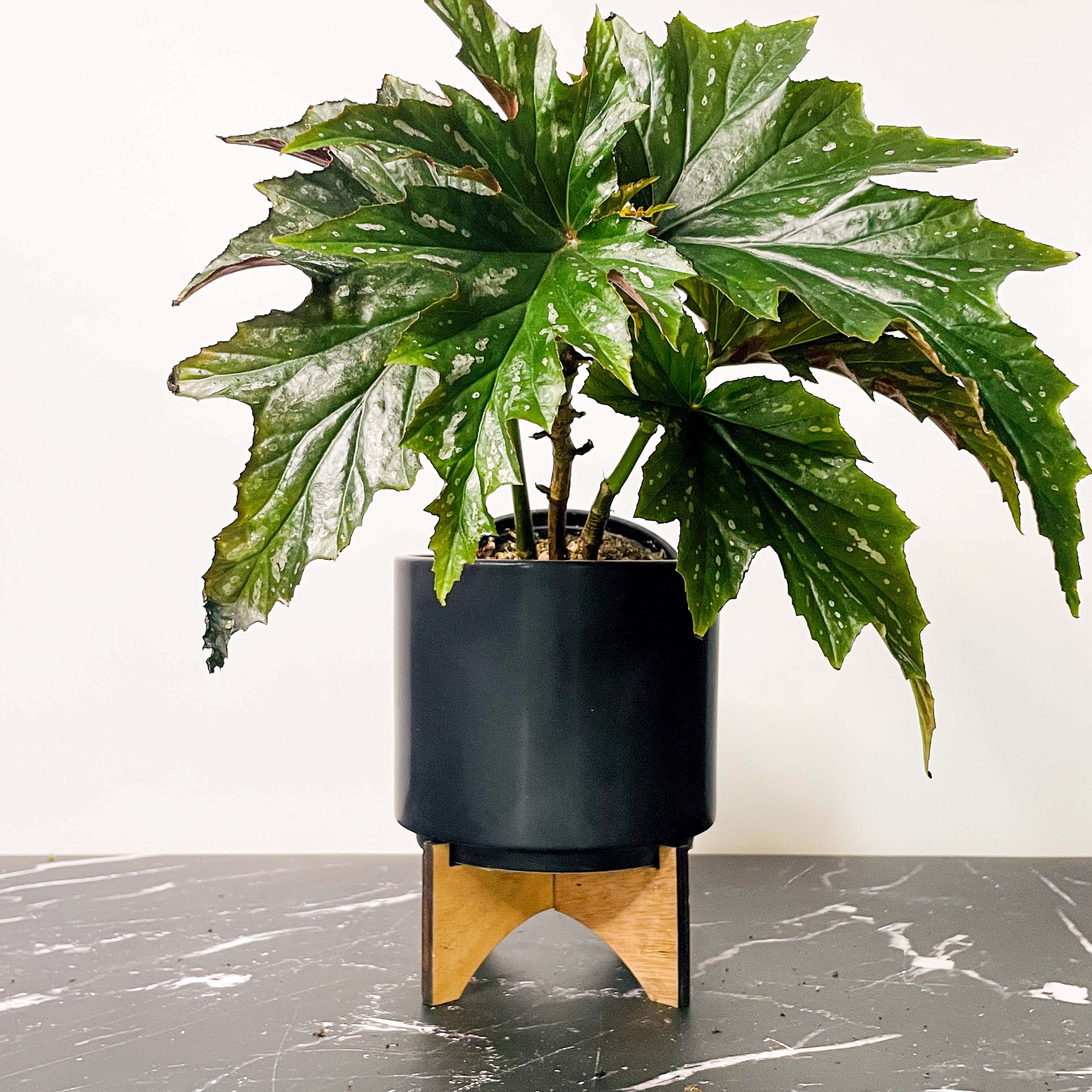 sophia succulent planter Begonia 'Sophia' – Magic Valley Gardens