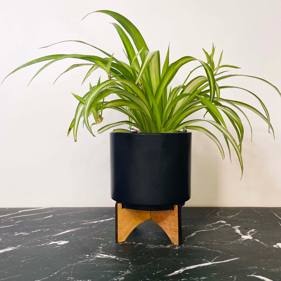 chlorophytum hawaiian Chlorophytum comosum 'Hawaiian' (Spider Plant) – Magic Valley Gardens