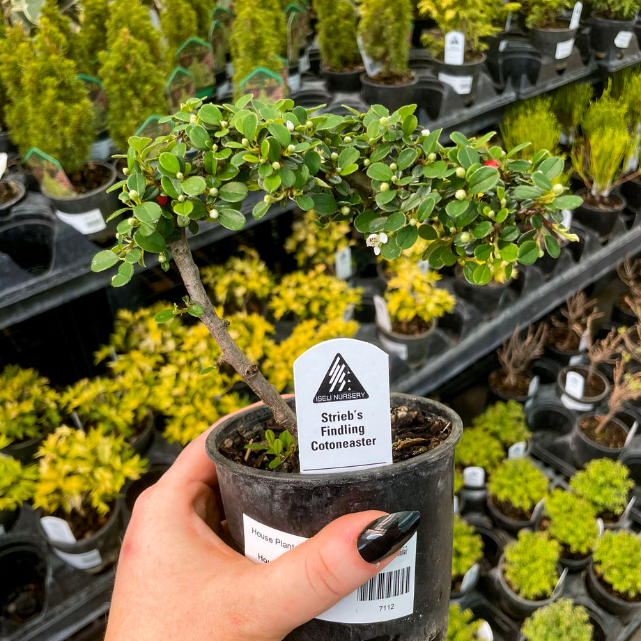 Strieb's Findling Espalier Cotoneaster - Live Bonsai Starter, 4 Grower's  Pot  Magic Valley Gardens
