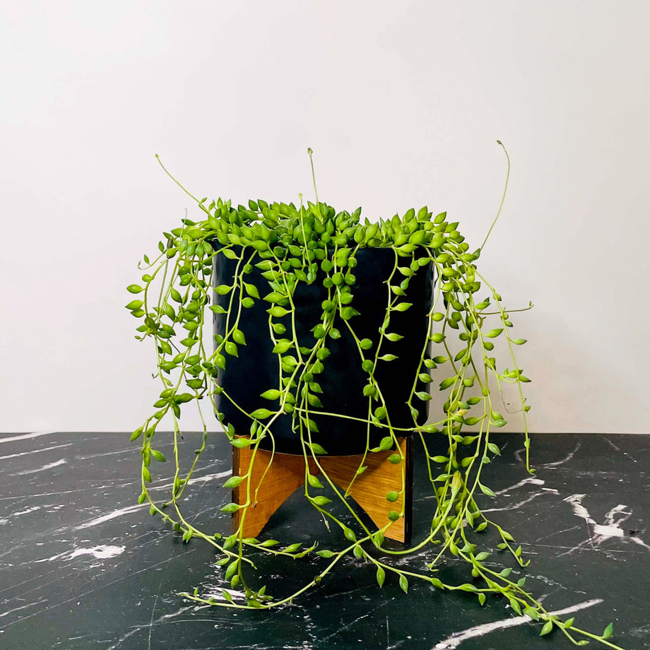 10 plant pots Clay Pot