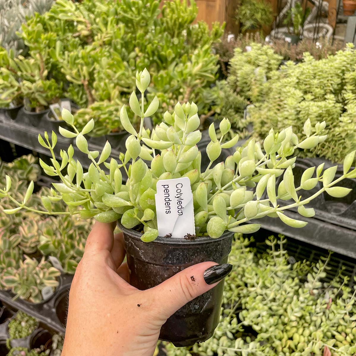 pendens succulent Cotyledon pendens