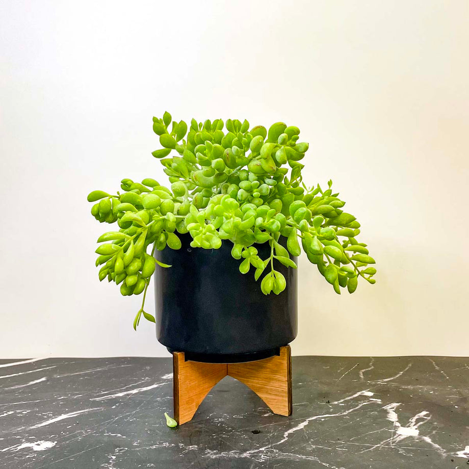 cotyledon succulents Cotyledon pendens – Magic Valley Gardens