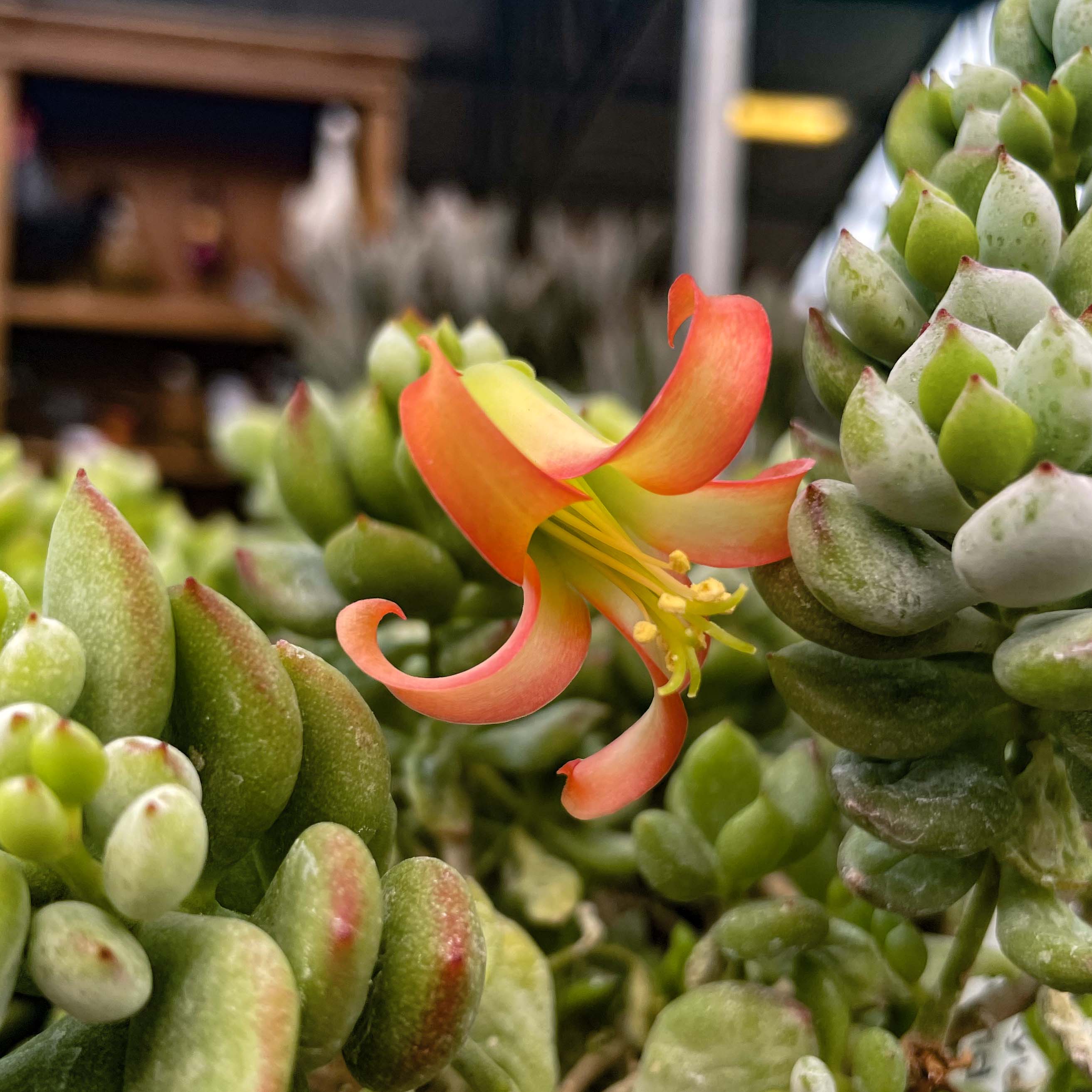 cotyledon succulent plant Cotyledon pendens – Magic Valley Gardens