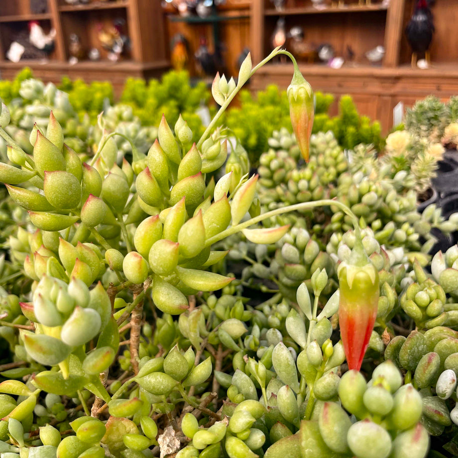 cotyledon succulents Cotyledon pendens – Magic Valley Gardens