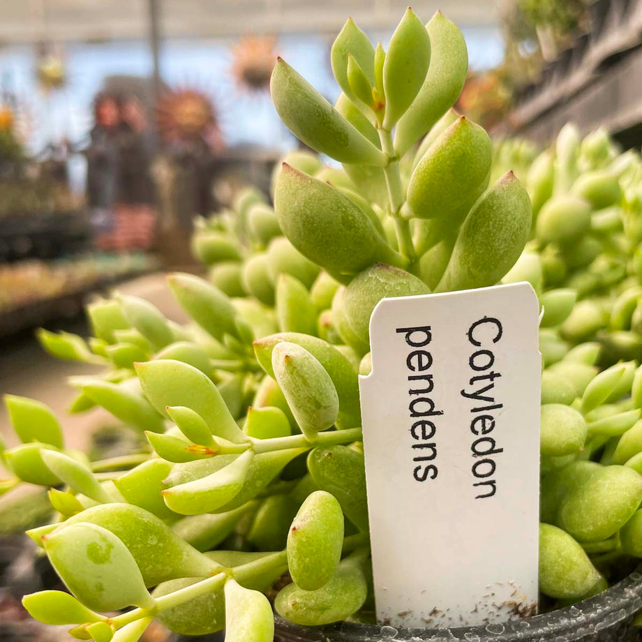 cotyledon pendens succulent Cotyledon pendens – Magic Valley Gardens