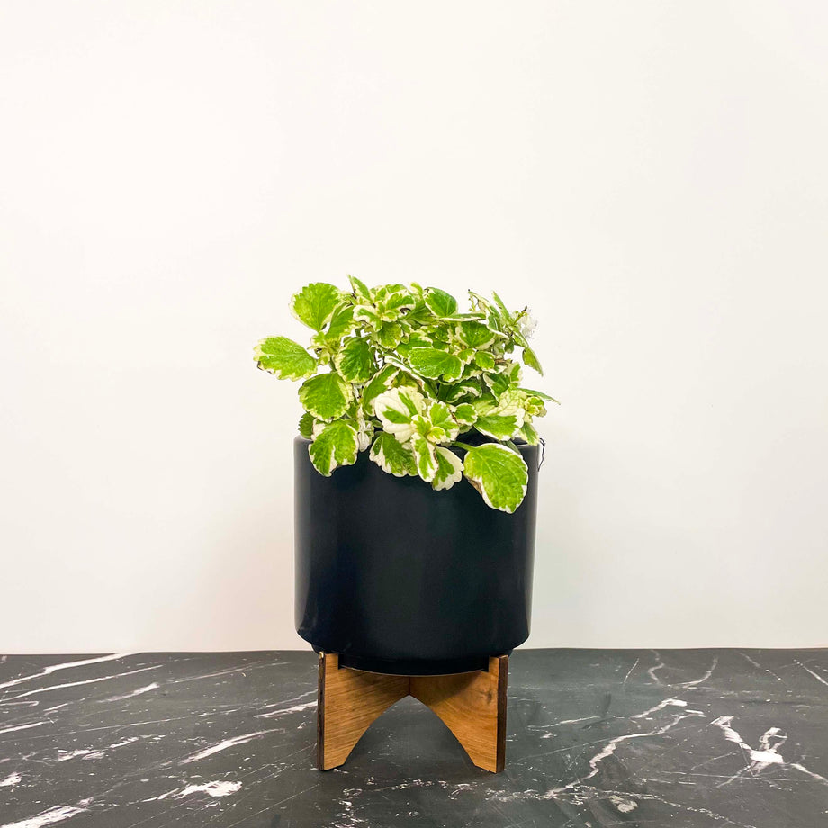 swedish plant pots Plectranthus coleoides variegata