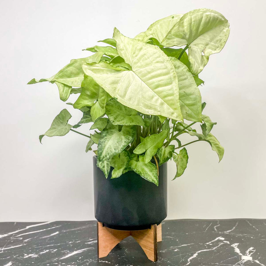 Syngonium 'White Butterfly'