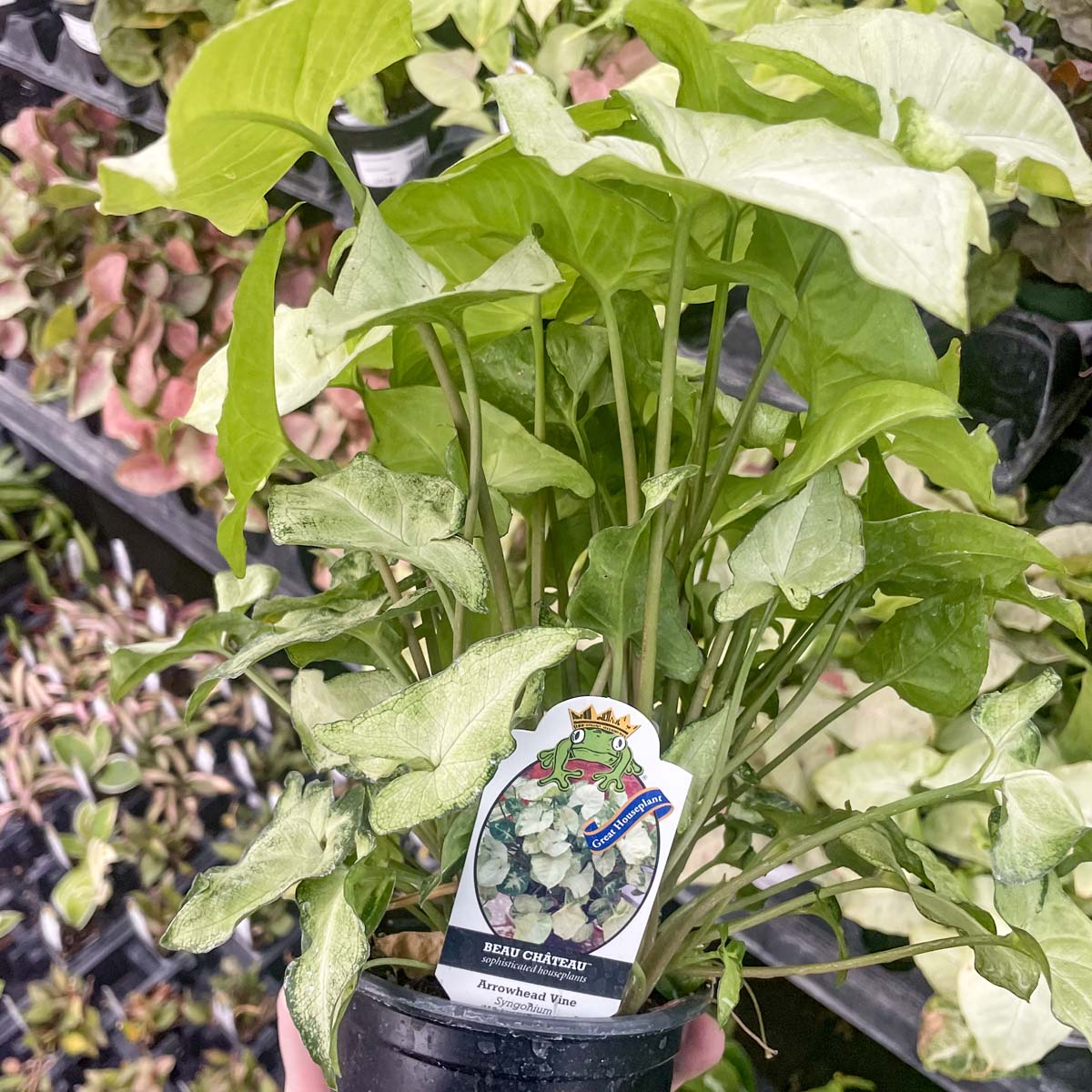 white butterfly house plant Syngonium 'White Butterfly'