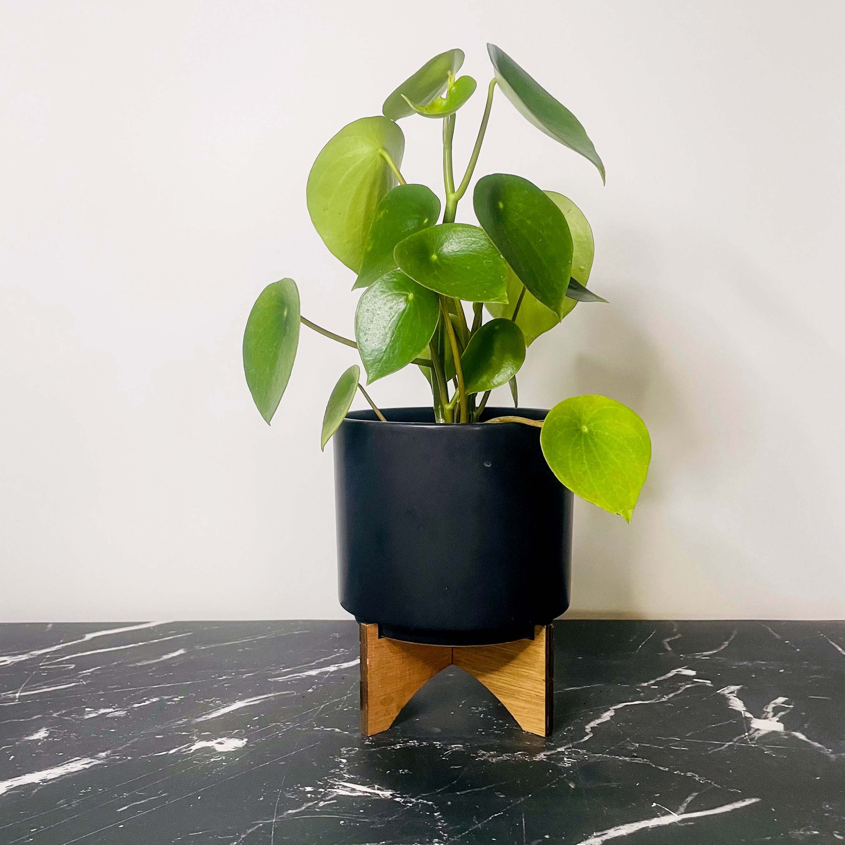 teardrop money plant Peperomia 'Teardrop'