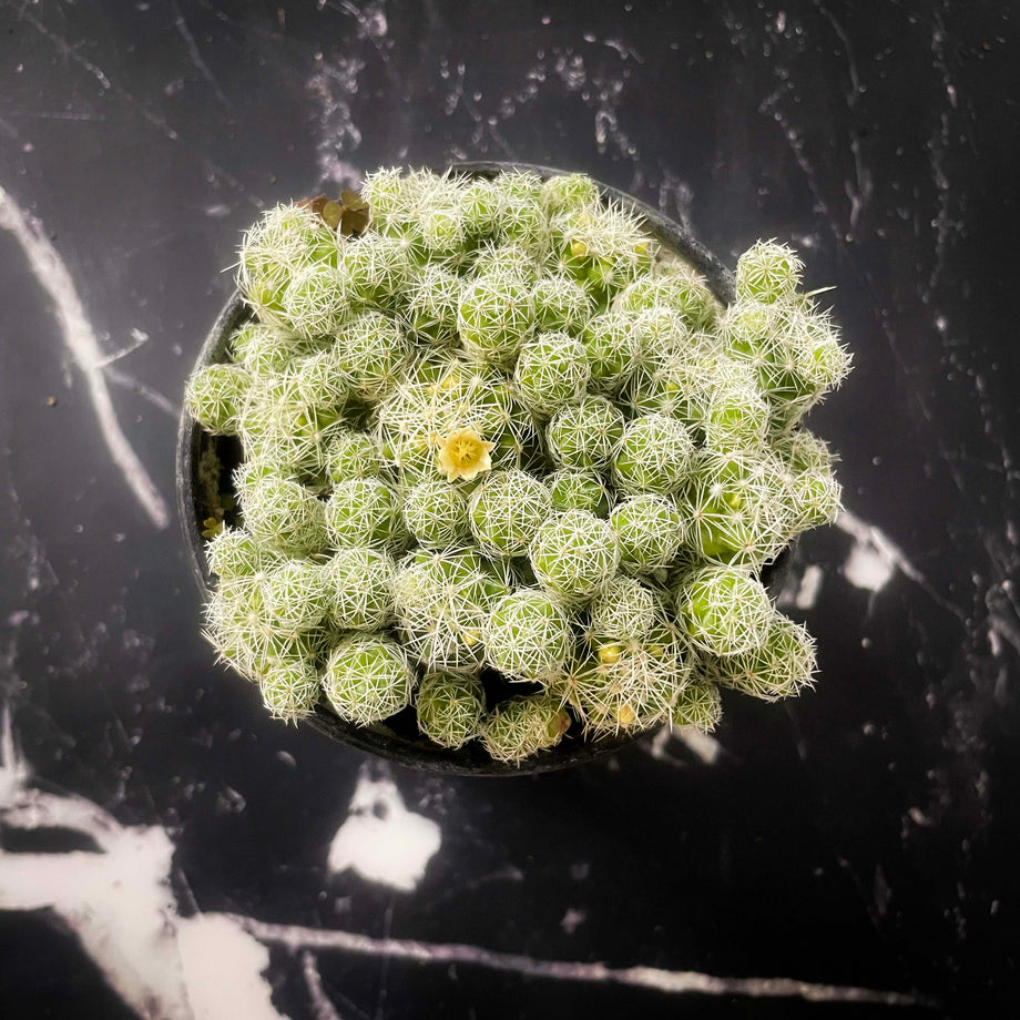 Mammillaria gracilis fragilis, Thimble Cactus, Succulent Plant – Magic  Valley Gardens