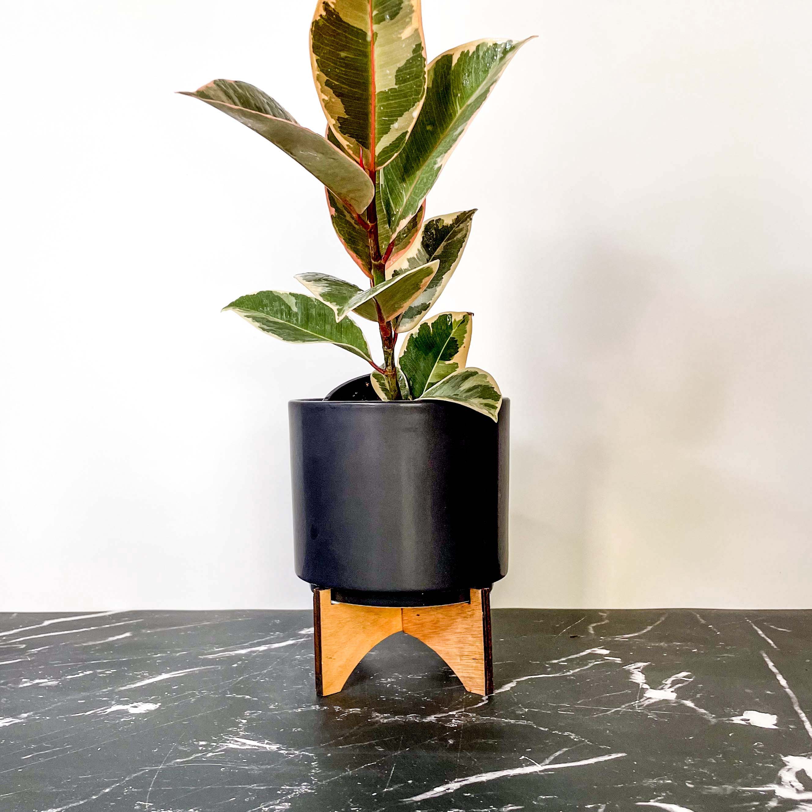 tineke rubber tree light Ficus 'Tineke' – Magic Valley Gardens